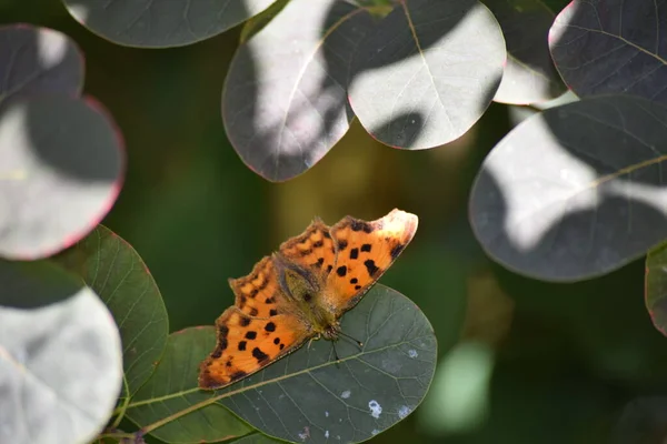 Papillon Orange Cachant Entre Les Feuilles — Photo