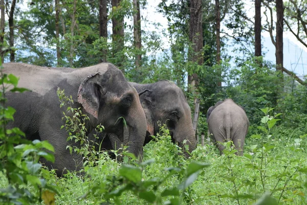 Three elephants feeding on some grass, in Thailand