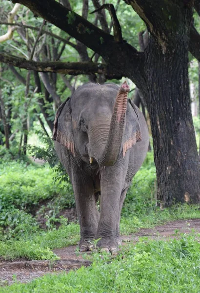 Tayland 'da fil hortumunu havaya fırlattı.