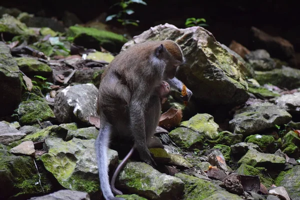 Macaque Andando Com Seus Filhotes Malásia — Fotografia de Stock
