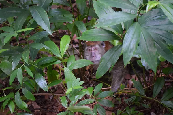Makaken Verstecken Sich Zwischen Den Blättern — Stockfoto