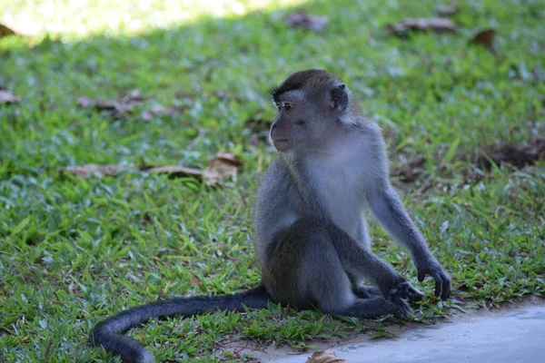 Nahaufnahme Eines Makaken Borneo Malaysia — Stockfoto