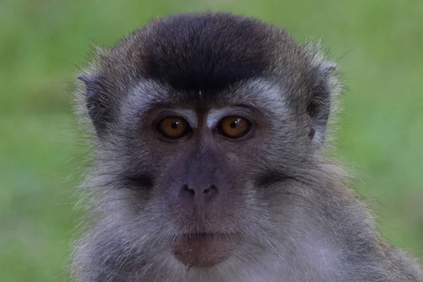 Close Rosto Macaco Malásia — Fotografia de Stock