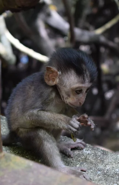 Jovem Macaco Sentado Floresta Tropical Malásia — Fotografia de Stock
