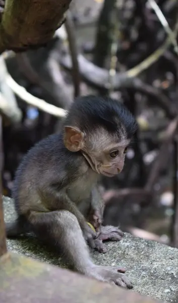 Joven Macaco Sentado Selva Tropical Malasia — Foto de Stock