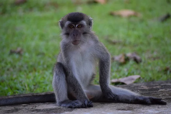 Primer Plano Macaco Borneo Malasia — Foto de Stock