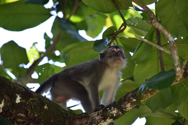 Makaken Auf Einem Ast Borneo Wald Von Malaysia — Stockfoto