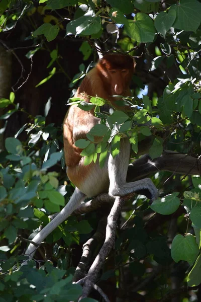 Rüsselaffe Sitzt Einem Baum Auf Borneo Malaysia — Stockfoto