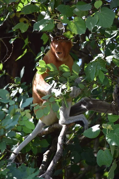Мавпа Proboscis Сидить Дереві Борнео Малайзія — стокове фото