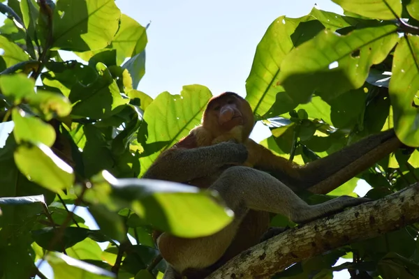 Rüsselaffe Sitzt Einem Baum Auf Borneo Malaysia — Stockfoto