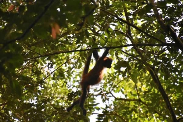 Mono Araña Viajando Por Bosque Costa Rica — Foto de Stock