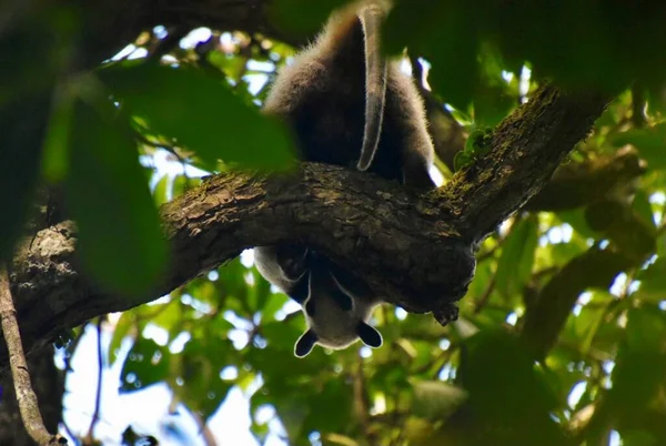 Ein Tamandua Kopfüber Einem Baum Costa Rica — Stockfoto