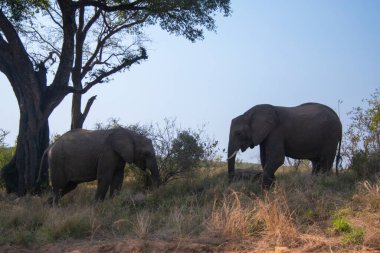 Güney Afrika 'daki Kruger Ulusal Parkı' nda yemek yiyen iki fil.