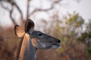 Güney Afrika 'daki Kruger Ulusal Parkı' nda dişi bir Kudu 'nun yakın çekimi.
