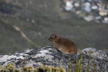 Cape Town, Güney Afrika 'daki Masa Dağı' nda bir kayanın kenarında oturan sevimli bir kaya Hyrax.