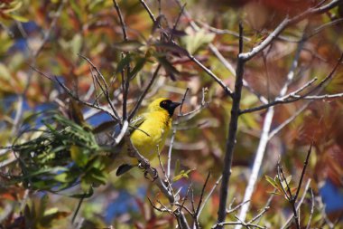Güzel sarı Textor Weaver kuşu Güney Afrika 'da bir ağaçta oturuyor.