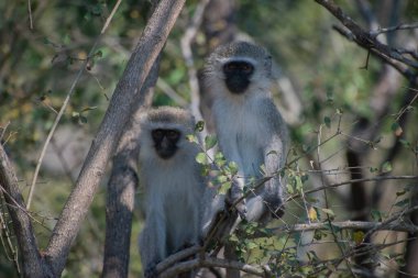 Güney Afrika 'daki Kruger Ulusal Parkı' nda ağaç dalında oturan iki Vervet maymunu.