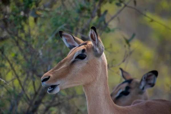 Közelkép Egy Női Impaláról Dél Afrikai Kruger Nemzeti Park Szavannájában — Stock Fotó
