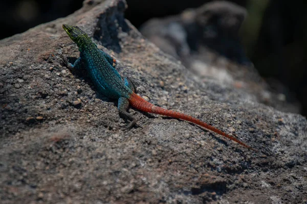 Flat Colorful Lizard Laying Rock South Africa — Stock Photo, Image