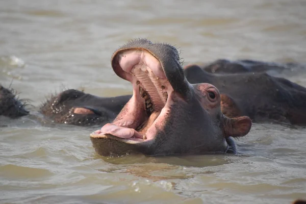 Close-up of a young Hippopotamus opening his mouth in the river of St. Lucia, South Africa
