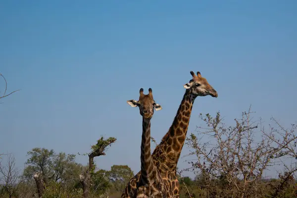 Güney Afrika 'daki Kruger Ulusal Parkı' nda iki zürafa.