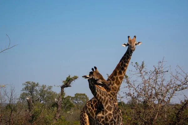 Güney Afrika 'daki Kruger Ulusal Parkı' nda ağaçtan yemek yiyen iki zürafa.