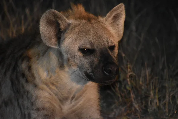 Akşamları Güney Afrika 'daki Kruger Ulusal Parkı' nda vahşi bir sırtlanın kapanışı.