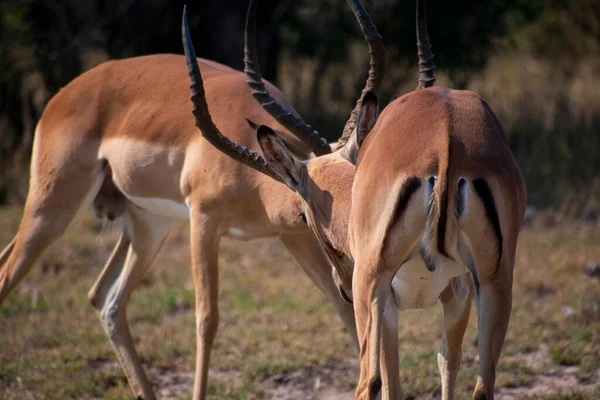 Deux Impalas Masculins Jouant Dans Savane Parc National Kruger Afrique — Photo