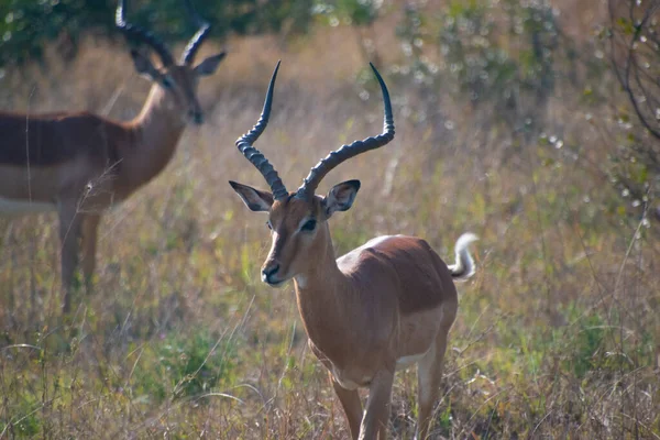 Männliches Impala Der Savanne Des Kruger Nationalparks Südafrika — Stockfoto
