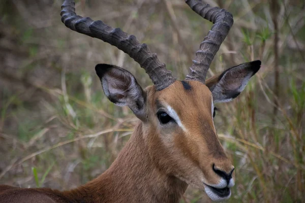 Nahaufnahme Eines Impala Männchens Hluhluwe Nationalpark Südafrika — Stockfoto