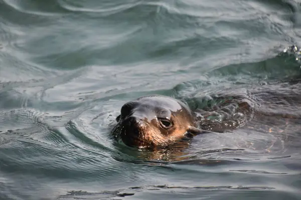 Zeehonden Zwemmen Atlantische Oceaan Bij Seal Island Hout Bay Nabij — Stockfoto