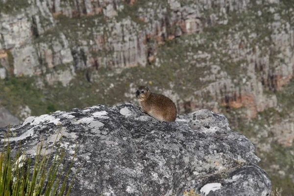 Güney Afrika, Cape Town 'daki Table Dağı' nda bir kayanın kenarında oturan bir kaya Hyrax.