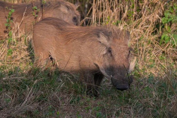 Wilde Warzenschweine Der Afrikanischen Savanne Des Hluhluwe National Pak Südafrika — Stockfoto