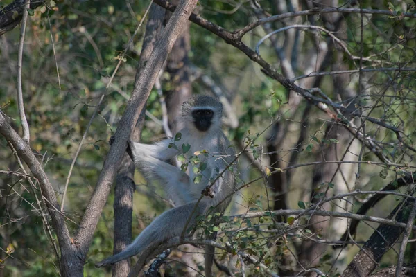 Güney Afrika 'daki Kruger Ulusal Parkı' nda bir ağaç dalında oturan vervet maymunu.