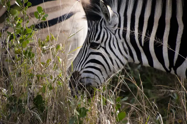 Nahaufnahme Eines Zebras Das Der Savanne Des Kruger Nationalparks Südafrika — Stockfoto