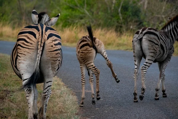 Uma Manada Zebras Caminhando Pela Savana Parque Nacional Hluhluwe África — Fotografia de Stock