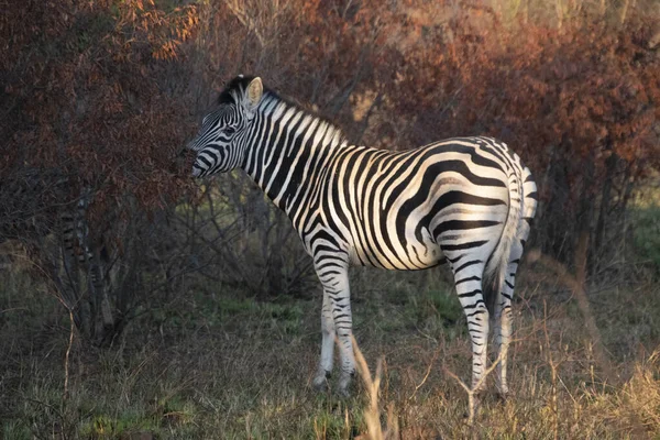 Ein Zebra Der Savanne Bei Sonnenaufgang Kruger Nationalpark Südafrika — Stockfoto
