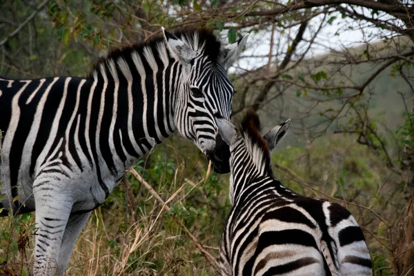 Ein Fohlen Zebra Und Seine Mutter Beim Spaziergang Der Savanne — Stockfoto