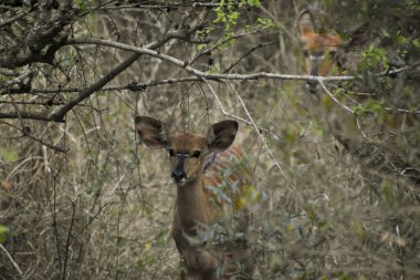 Güney Afrika 'daki Hluhluwe Ulusal Parkı' nda genç bir dişi kudu.