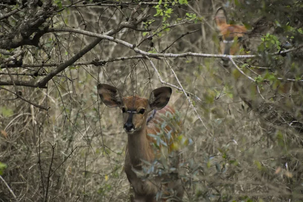 Junge Kuduweibchen Der Savanne Des Hluhluwe Nationalparks Südafrika — Stockfoto