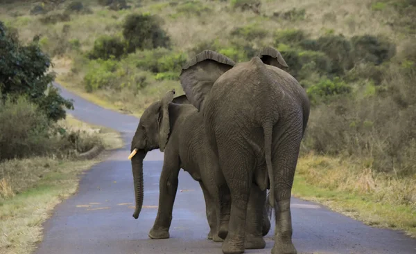 남아프리카 공화국의 Hluhluwe 공원에서 도로를 아프리카 어머니 코끼리와 그녀의 — 스톡 사진