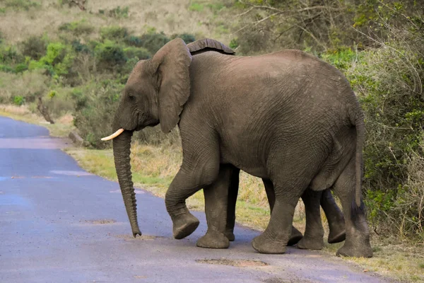 Elefante Madre Africana Cruzando Carretera Parque Nacional Hluhluwe Sudáfrica — Foto de Stock