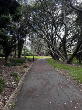 Güzel botanik çekimi, doğal duvar kağıdı, Auckland, Yeni Zelanda