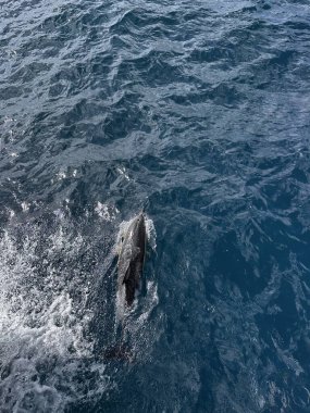 Yunus balığı Yeni Zelanda 'nın Auckland yakınlarındaki açık okyanusta yüzüyor.