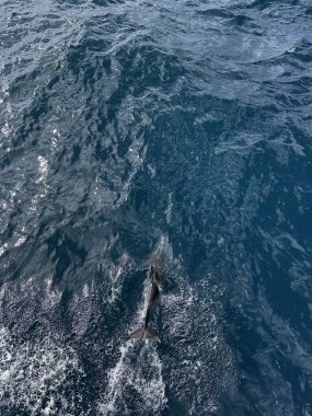 Yunus balığı Yeni Zelanda 'nın Auckland yakınlarındaki açık okyanusta yüzüyor.