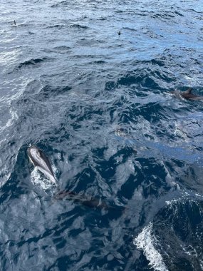 Yunus balığı Yeni Zelanda 'nın Auckland yakınlarındaki açık okyanusta yüzüyor.