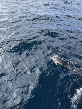 Yunus balığı Yeni Zelanda 'nın Auckland yakınlarındaki açık okyanusta yüzüyor.