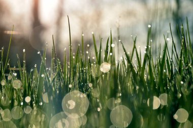 Çimlerin üzerindeki çiy tanesi