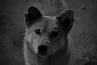 bir köpeğin siyah beyaz fotoğrafı.