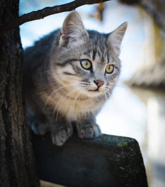 Bahçede bir kedi oturuyor.
